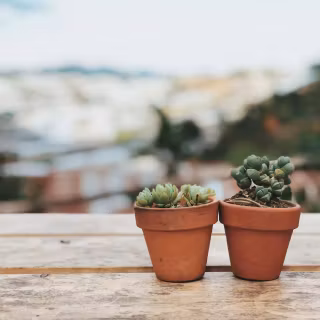 Succulent plants wallpaper