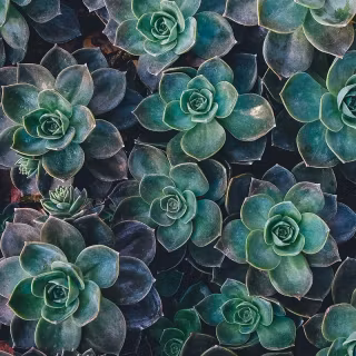 Succulent plants wallpaper