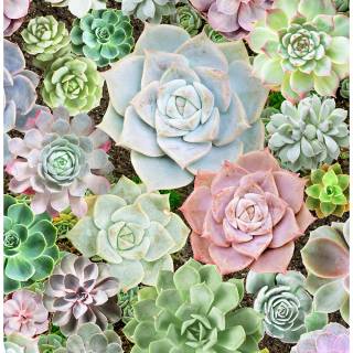 Succulent plants wallpaper