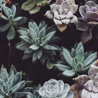 Succulent plants wallpaper