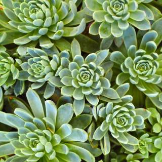 Succulent plants wallpaper