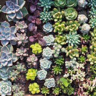 Succulent plants wallpaper