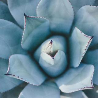 Succulent plants wallpaper