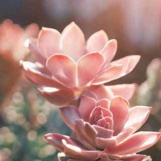 Succulent plants wallpaper