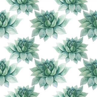 Succulent plants wallpaper