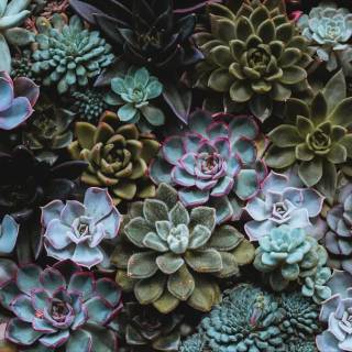 Succulent plants wallpaper