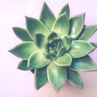 Succulent plants wallpaper