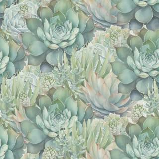 Succulent plants wallpaper