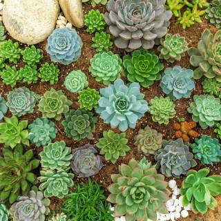 Succulent plants wallpaper