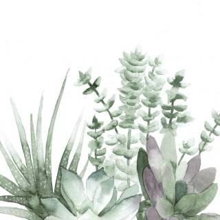 Succulent plants wallpaper