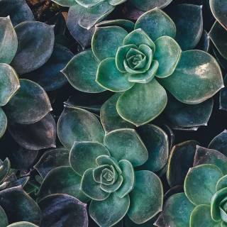 Succulent plants wallpaper