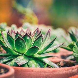 Succulent plants wallpaper