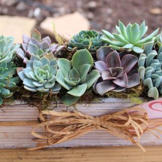 Succulent plants wallpaper