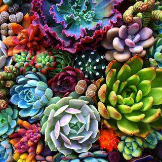 Succulent plants wallpaper