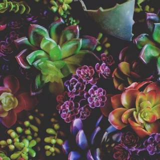 Succulent plants wallpaper