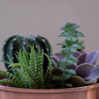 Succulent plants wallpaper