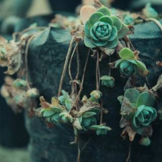 Succulent plants wallpaper