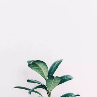 Succulent plants wallpaper