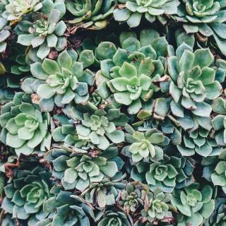 Succulent plants wallpaper