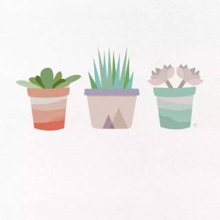 Succulent plants wallpaper