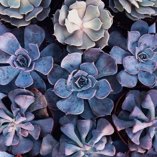 Succulent plants wallpaper