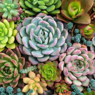 Succulent plants wallpaper