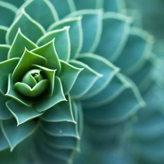 Succulent plants wallpaper