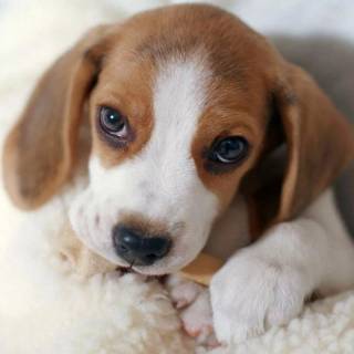 Cute Beagles wallpaper
