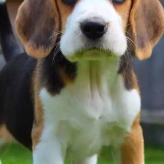 Cute Beagles wallpaper