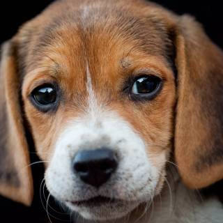 Cute Beagles wallpaper