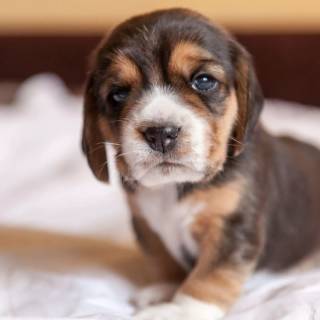 Cute Beagles wallpaper