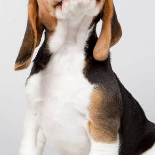 Cute Beagles wallpaper