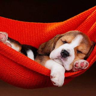 Cute Beagles wallpaper