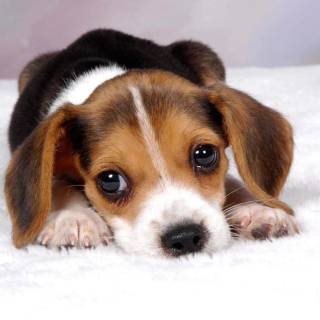 Cute Beagles wallpaper