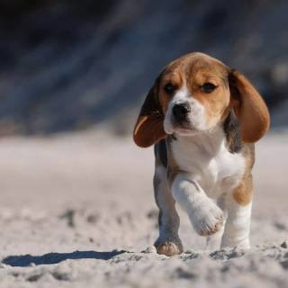Cute Beagles wallpaper
