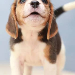 Cute Beagles wallpaper