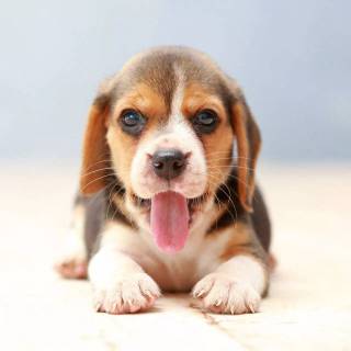 Cute Beagles wallpaper
