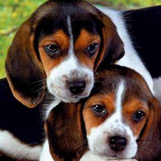 Cute Beagles wallpaper