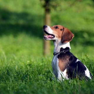 Cute Beagles wallpaper