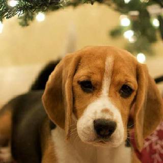 Cute Beagles wallpaper