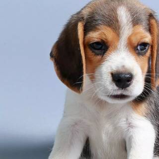 Cute Beagles wallpaper