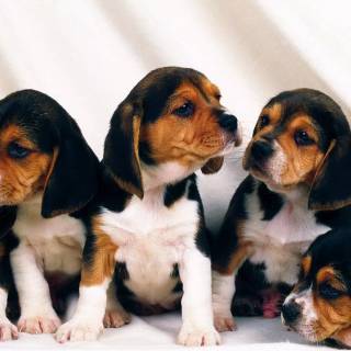 Cute Beagles wallpaper