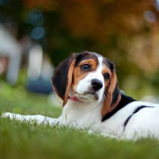 Cute Beagles wallpaper