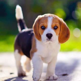 Cute Beagles wallpaper