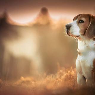 Cute Beagles wallpaper