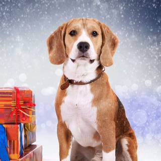 Cute Beagles wallpaper