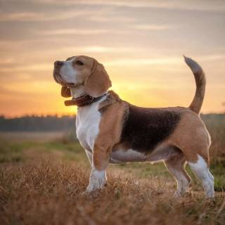 Cute Beagles wallpaper