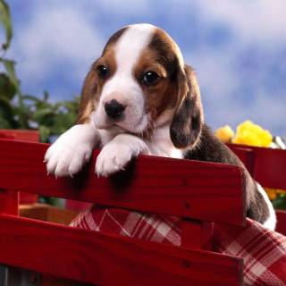 Cute Beagles wallpaper
