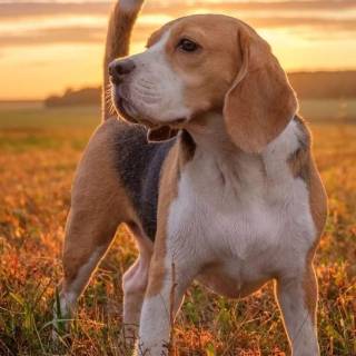 Beagle wallpaper