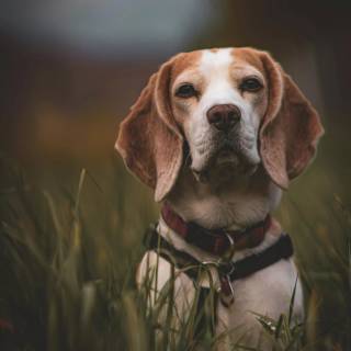 Beagle wallpaper